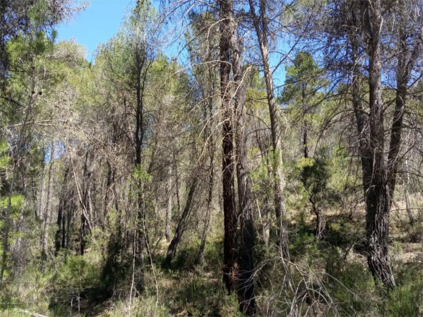 Non-constructible Land for sale in Alcantud Non-constructible Land for sale in Alcantud