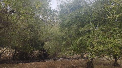 Foto 2 de Terreno en venta en Camino del Cementerio, 17, Jimera de Líbar, Málaga