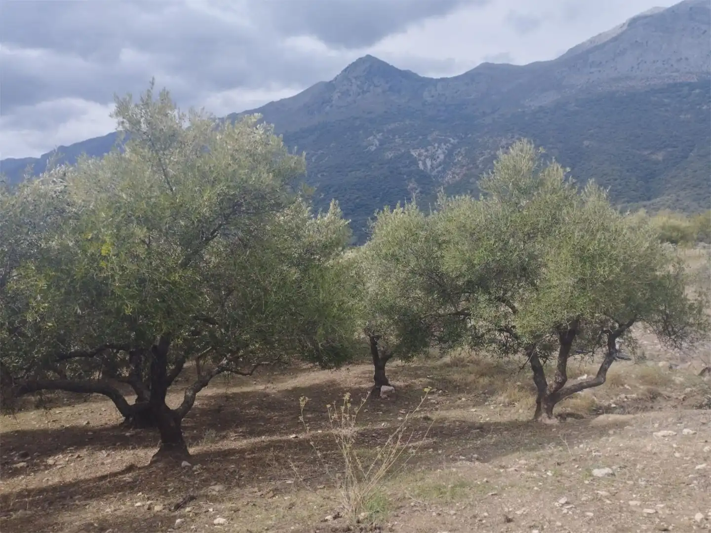 Grundstücke zum Verkauf in Jimera de Líbar