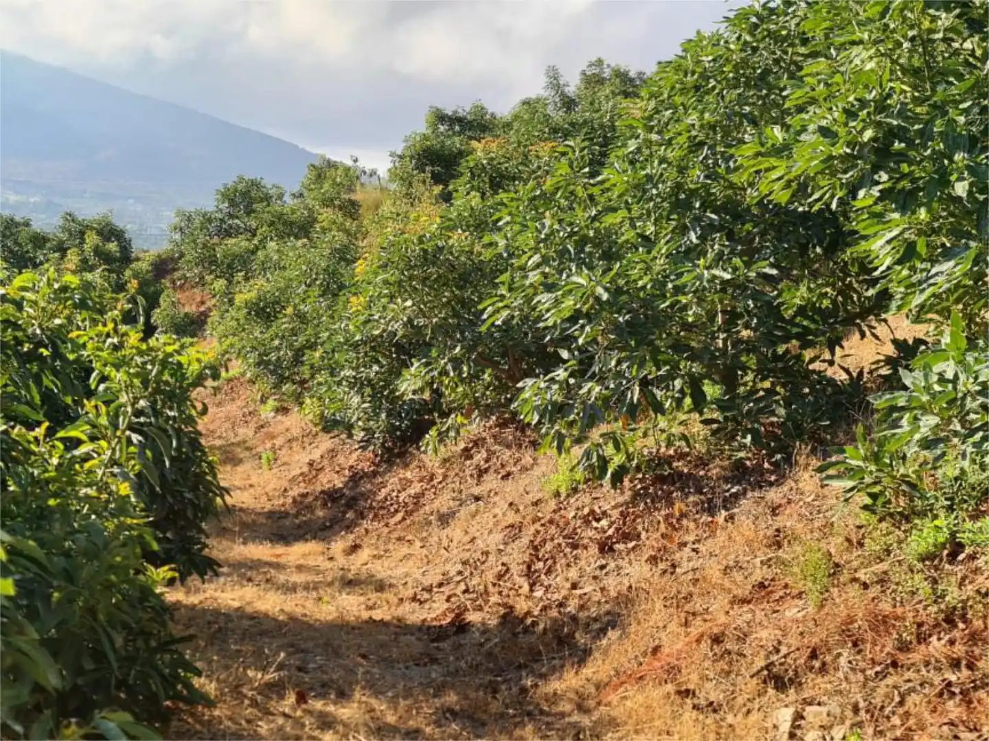 Finca rústica en venda a Calle Gerald Brenan, 44, Centro Finca rústica en venda en Alhaurín El Grande