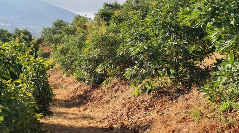 Finca rústica en venta en Calle Gerald Brenan, 44, Centro, Alhaurín El Grande - imagen 4 Foto 4 de Finca rústica en venta en Calle Gerald Brenan, 44, Centro, Alhaurín El Grande