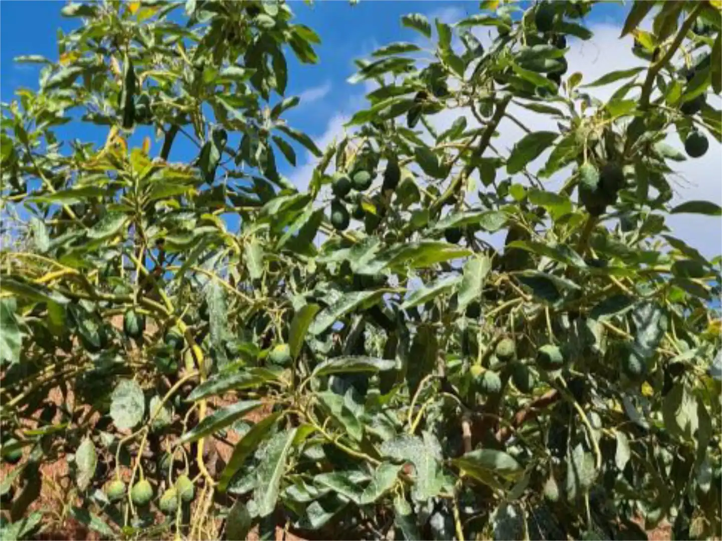 Finca rústica en venda a Calle Gerald Brenan, 44, Centro Jardí de Finca rústica en venda en Alhaurín El Grande