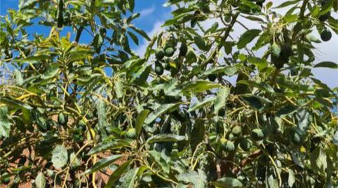 Finca rústica en venta en Calle Gerald Brenan, 44, Centro, Alhaurín El Grande - imagen 5 Foto 5 de Finca rústica en venta en Calle Gerald Brenan, 44, Centro, Alhaurín El Grande