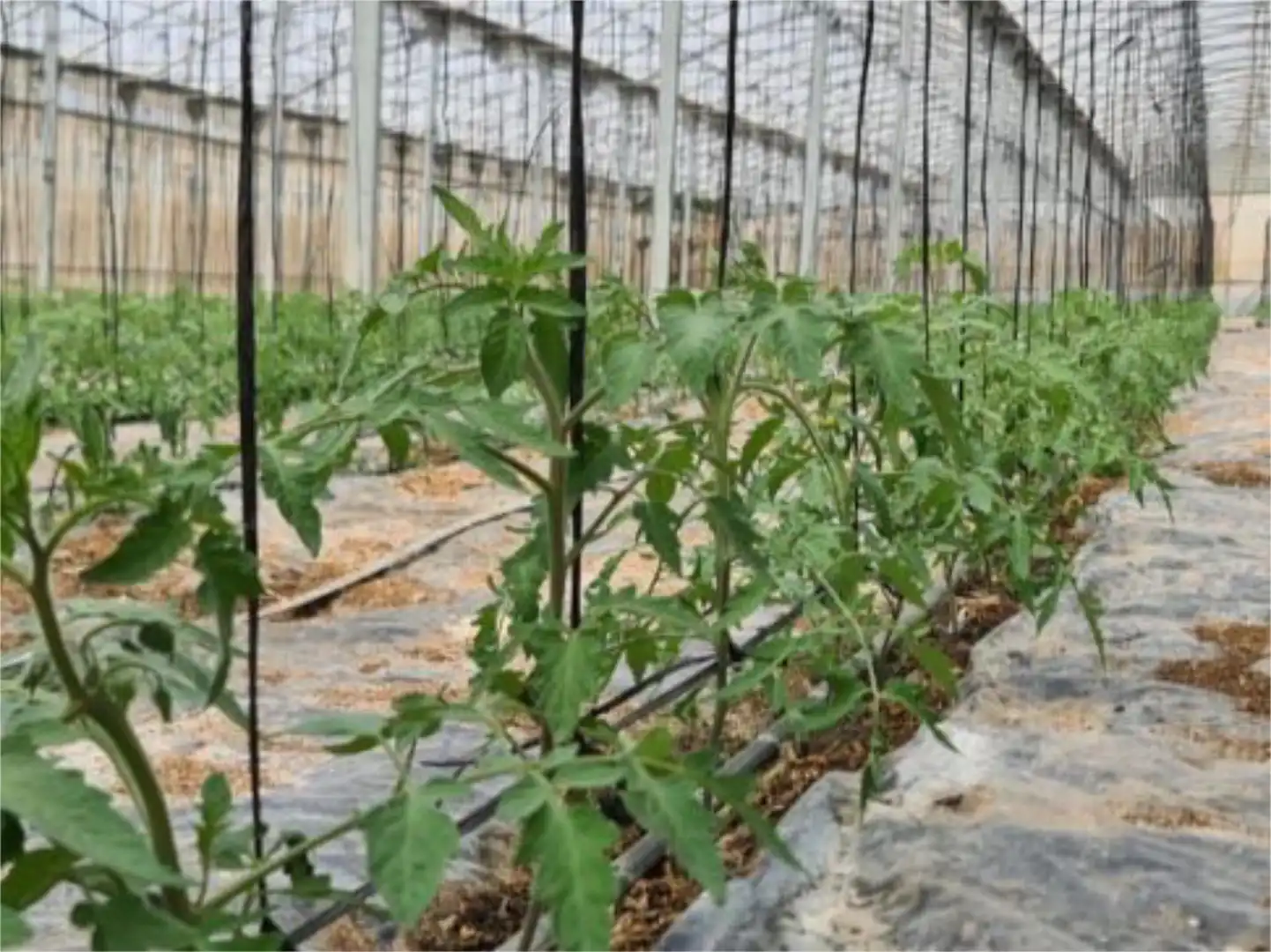 Finca rústica en venda a Calle Gerald Brenan, 44, Centro Jardí de Finca rústica en venda en Alhaurín El Grande