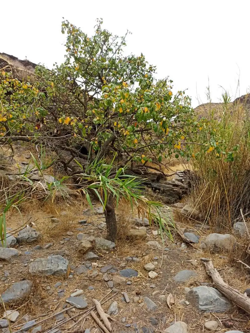 Non-constructible Land for sale in Calle Ollerias, 19, Gérgal Garden of Non-constructible Land for sale in Gérgal