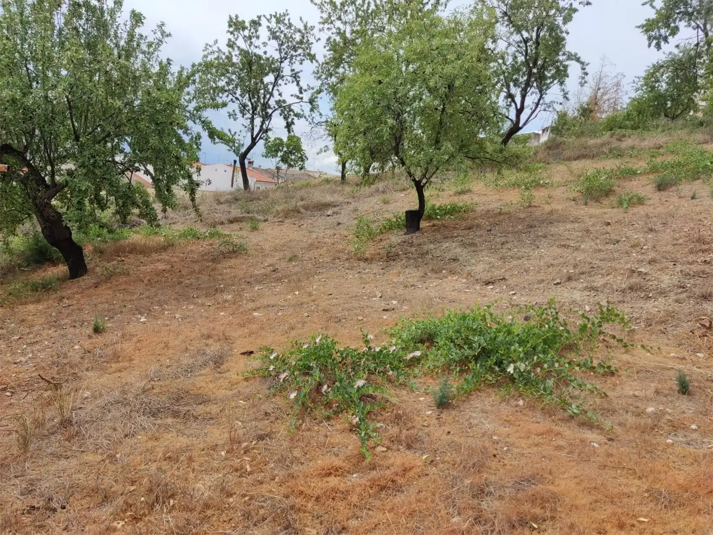 Terreno en venta en Colomera