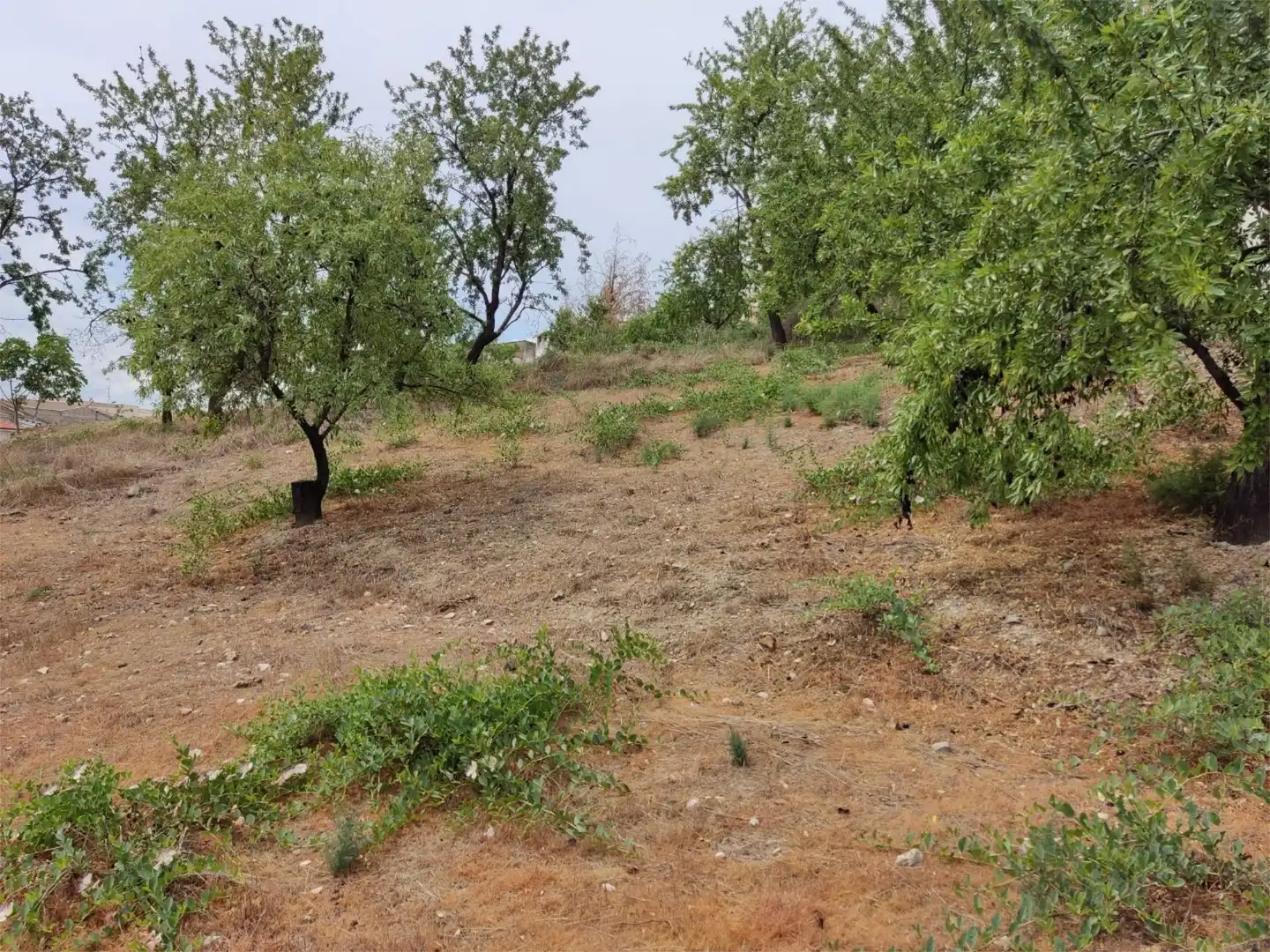 Terreno en venta en Colomera