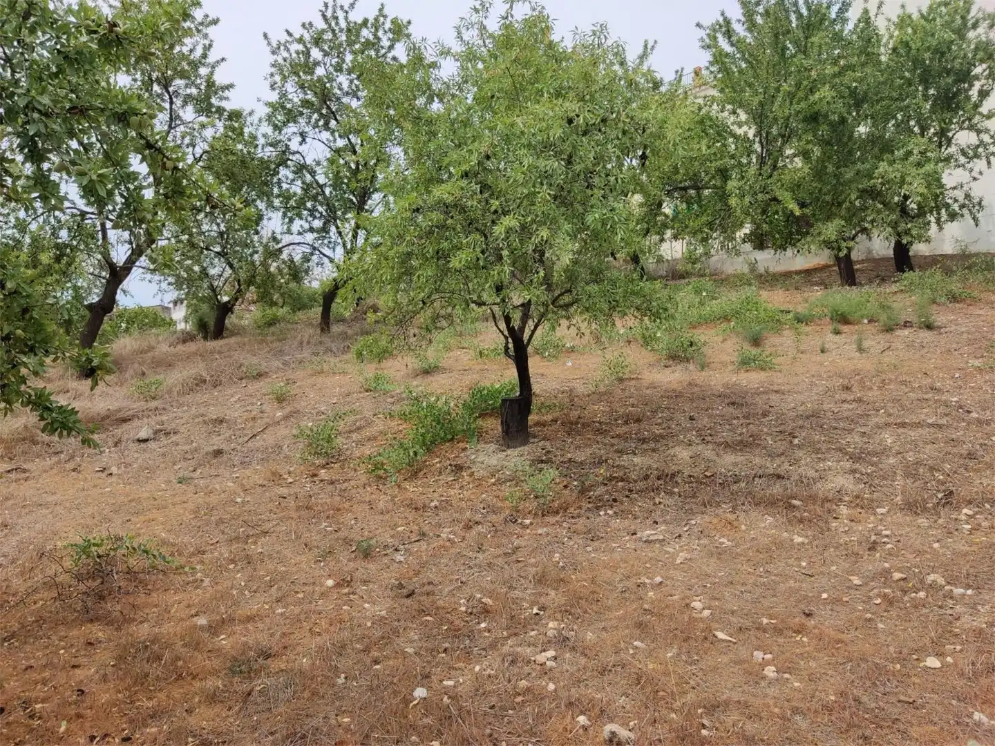 Terreno en venta en Colomera