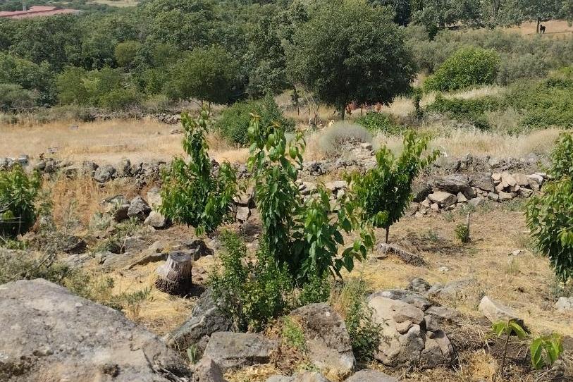 Finca rústica en venta en Calle María de Luna, 1, Pasarón de la Vera, Cáceres - imagen 1 Foto 1 de Finca rústica en venta en Calle María de Luna, 1, Pasarón de la Vera, Cáceres