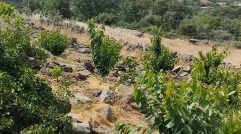 Finca rústica en venta en Calle María de Luna, 1, Pasarón de la Vera, Cáceres - imagen 2 Foto 2 de Finca rústica en venta en Calle María de Luna, 1, Pasarón de la Vera, Cáceres