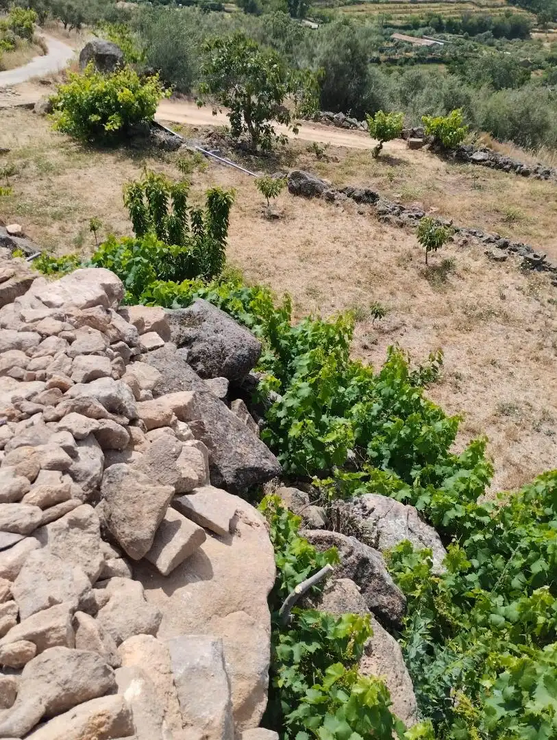 Finca rústica en venta en Calle María de Luna, 1, Pasarón de la Vera Finca rústica en venta en Pasarón de la Vera