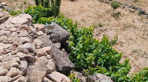 Finca rústica en venta en Calle María de Luna, 1, Pasarón de la Vera, Cáceres - imagen 4 Foto 4 de Finca rústica en venta en Calle María de Luna, 1, Pasarón de la Vera, Cáceres