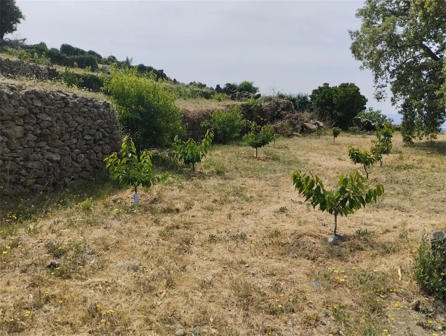Finca rústica en venta en Calle María de Luna, 1, Pasarón de la Vera Finca rústica en venta en Pasarón de la Vera