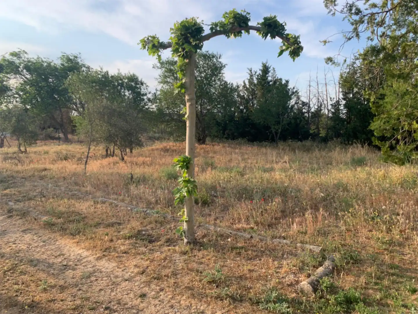 Finca rústica en venta en Lugar Campo Onecha, 39, Dueñas Finca rústica en venta en Dueñas