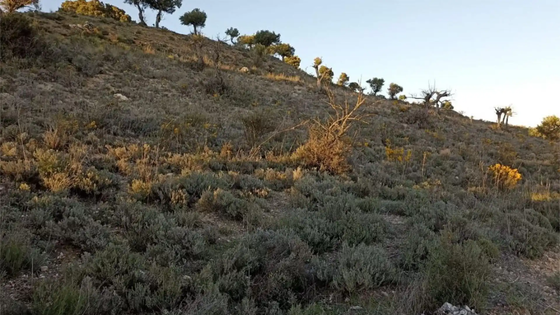 Terreno en venta en Loranca de Tajuña
