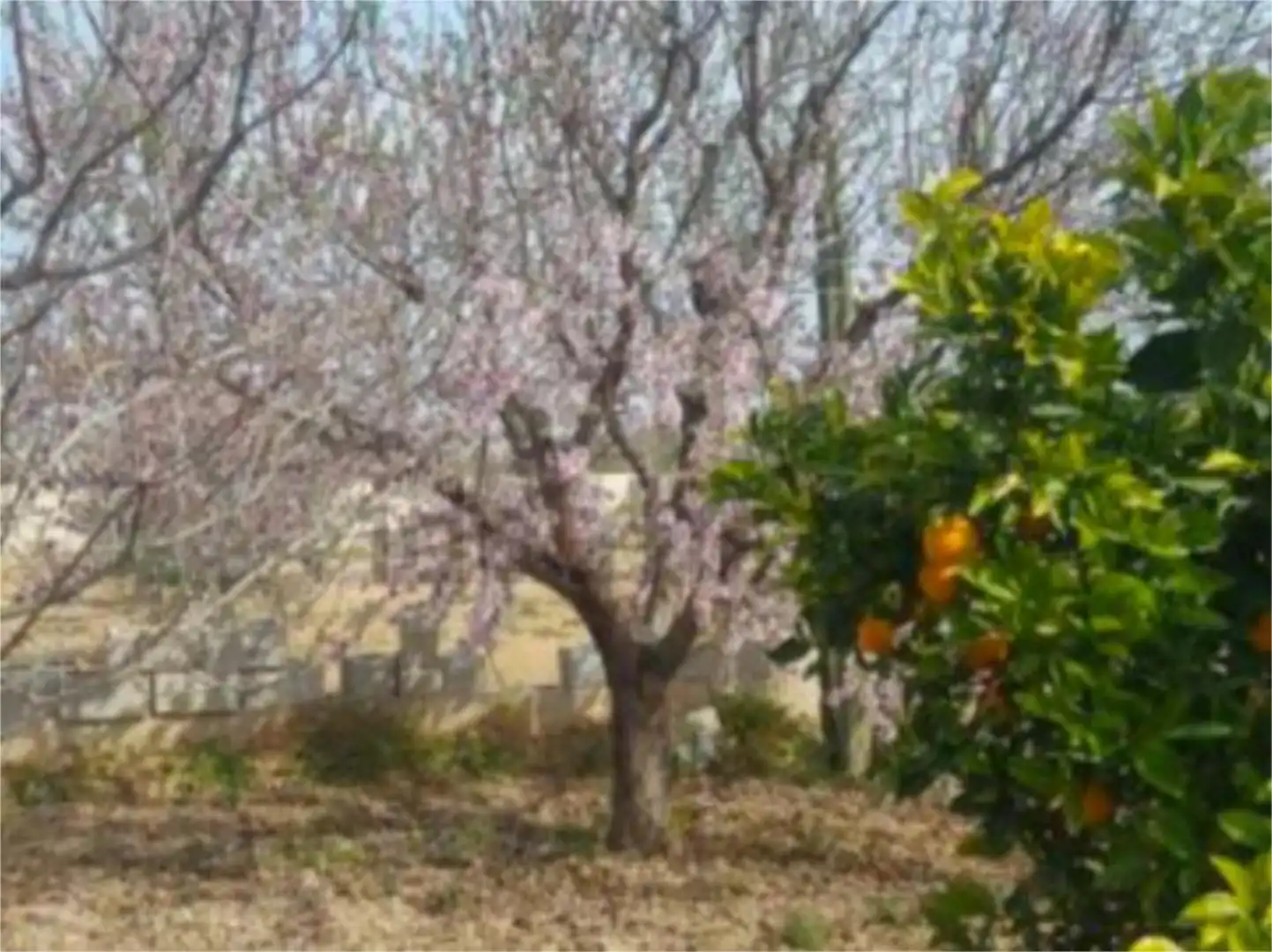 Non-constructible Land for sale in Librilla Garden of Non-constructible Land for sale in Librilla