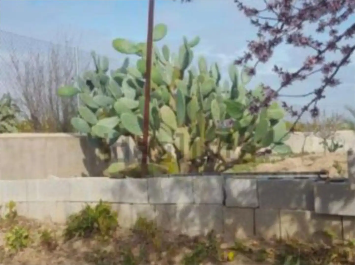 Non-constructible Land for sale in Librilla Garden of Non-constructible Land for sale in Librilla