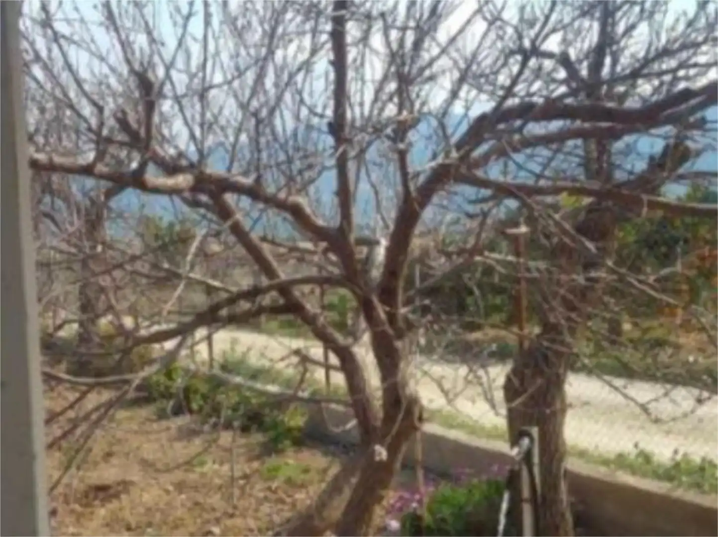 Non-constructible Land for sale in Librilla Garden of Non-constructible Land for sale in Librilla