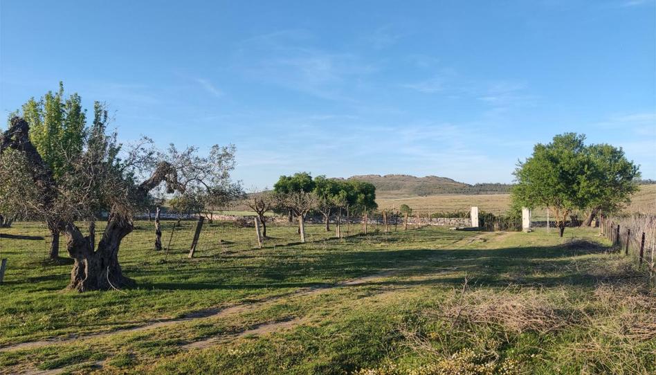 Foto 1 de Terreno en venta en Alconera, Badajoz