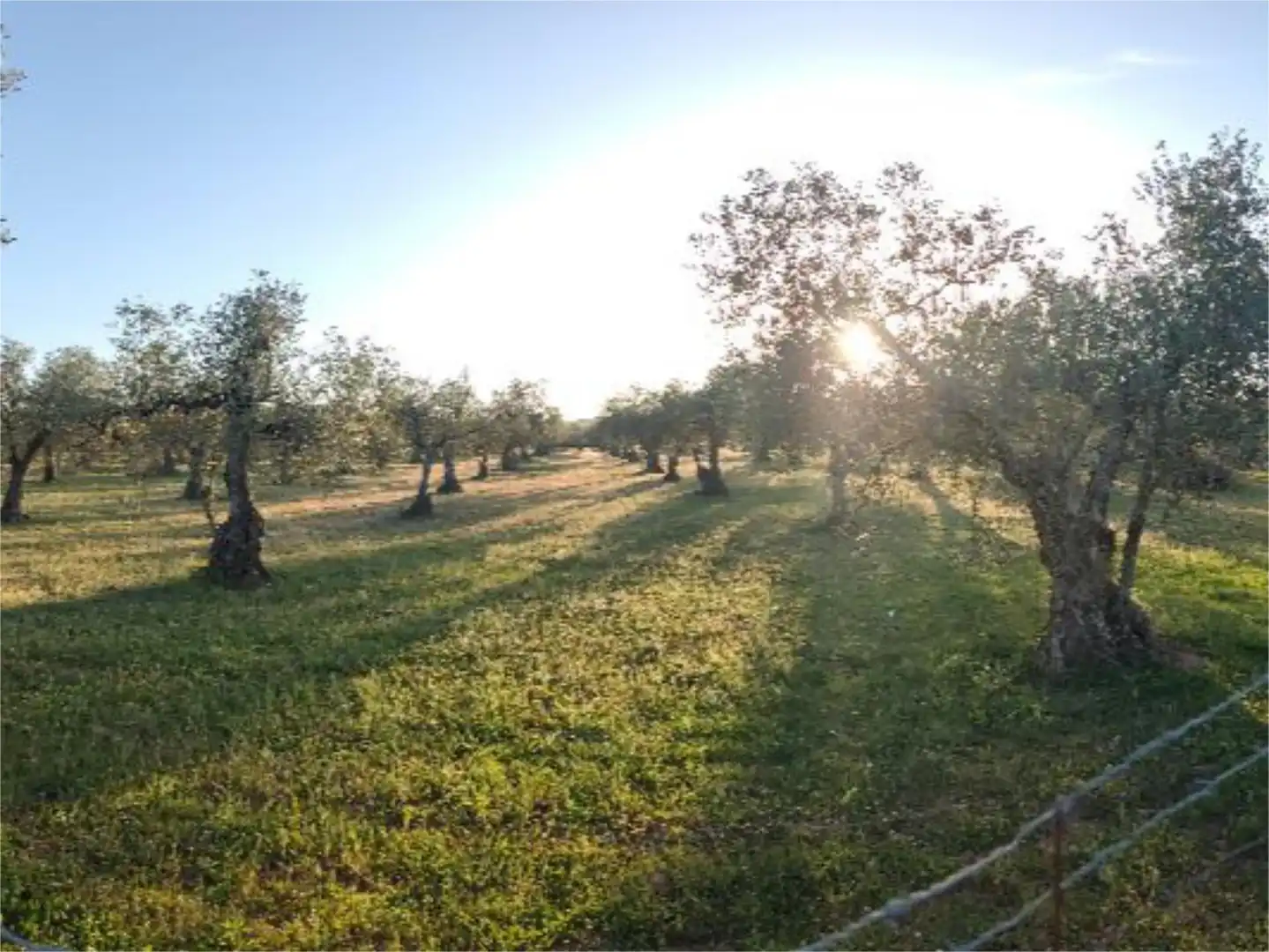 Terreno en venta en Alconera Jardín de Terreno en venta en Alconera