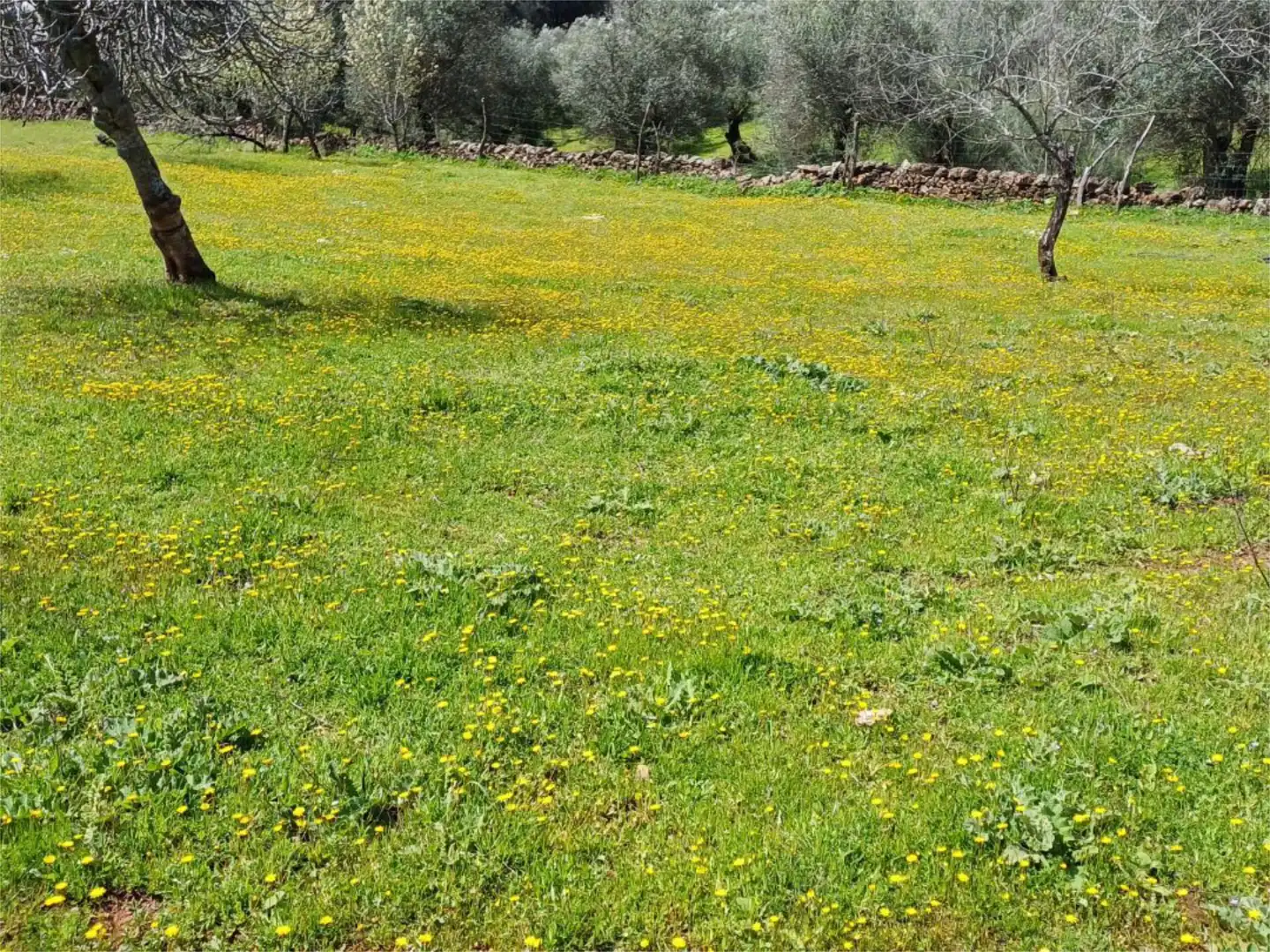 Finca rústica en venta en Fuentes de León