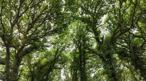 Foto 5 de Finca rústica en venda a Carrer Lugar Granda - Bazar, 1, Castro de Rei, Lugo