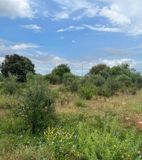 Photo 2 of Flat for sale in Carrer Des Vent, 18, Costitx, Illes Balears