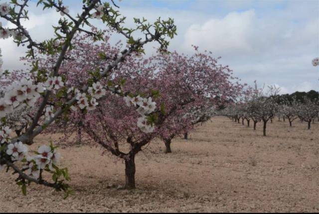 Terreno en Venta en Calle Diseminados, 189 en Tobarra