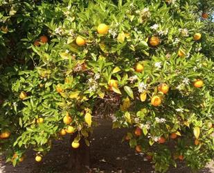 Jardí de Terreny en venda en Torrecampo