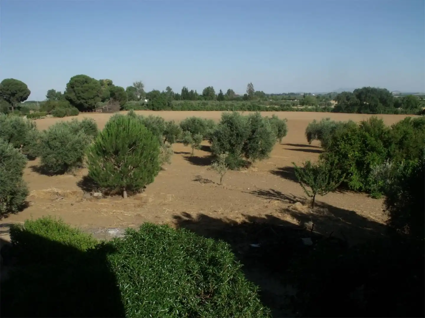 Finca rústica en venta en Diseminado Diseminados, 561, Marchena Jardín de Finca rústica en venta en Marchena