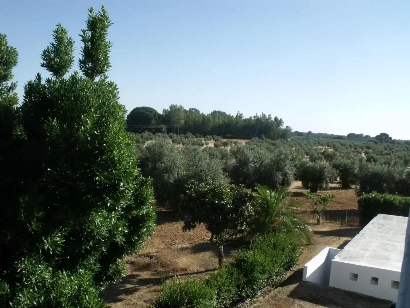 Finca rústica en venta en Diseminado Diseminados, 561, Marchena Jardín de Finca rústica en venta en Marchena