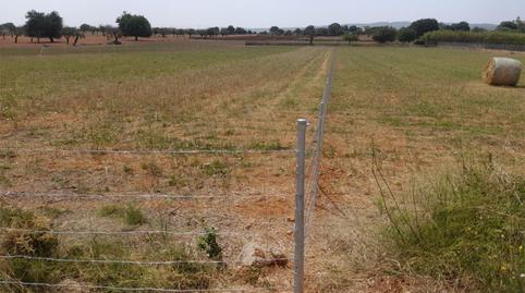 Photo 4 of Land for sale in Carretera Inca-sineu, 1500, Zona Periurbana, Inca