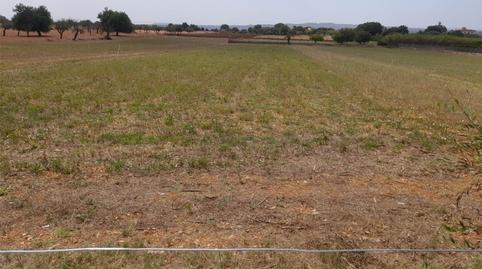 Photo 5 of Land for sale in Carretera Inca-sineu, 1500, Zona Periurbana, Inca