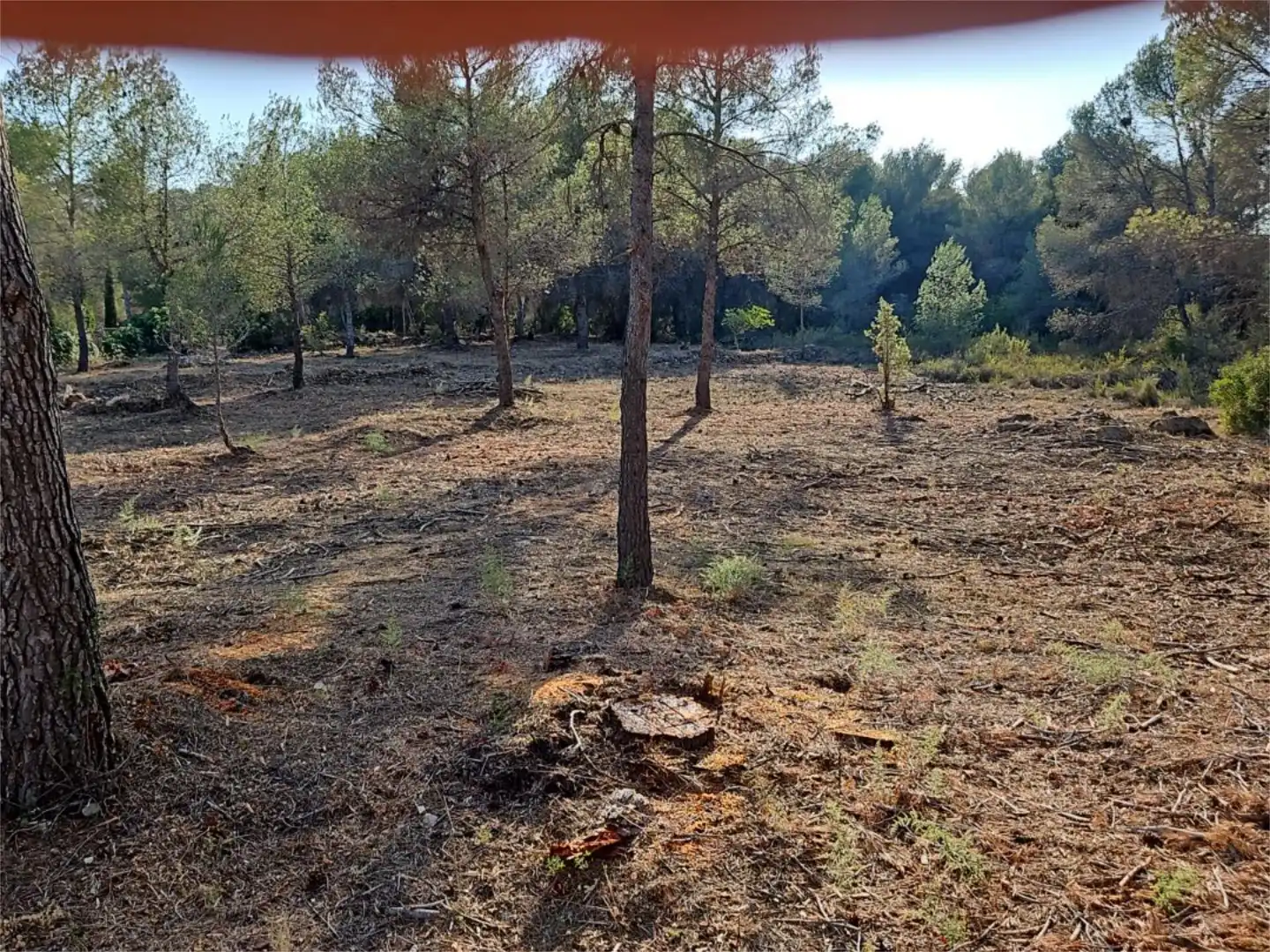 Finca rústica de alquiler en Algar de Palància