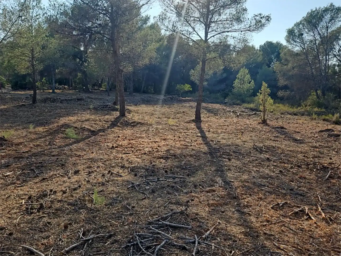 Finca rústica de alquiler en Algar de Palància