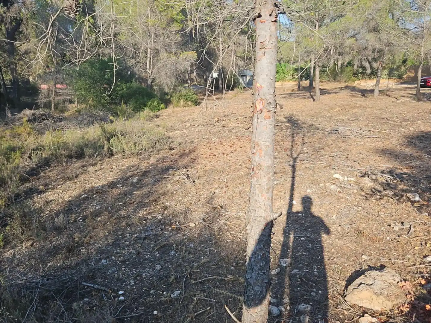 Finca rústica de alquiler en Algar de Palància