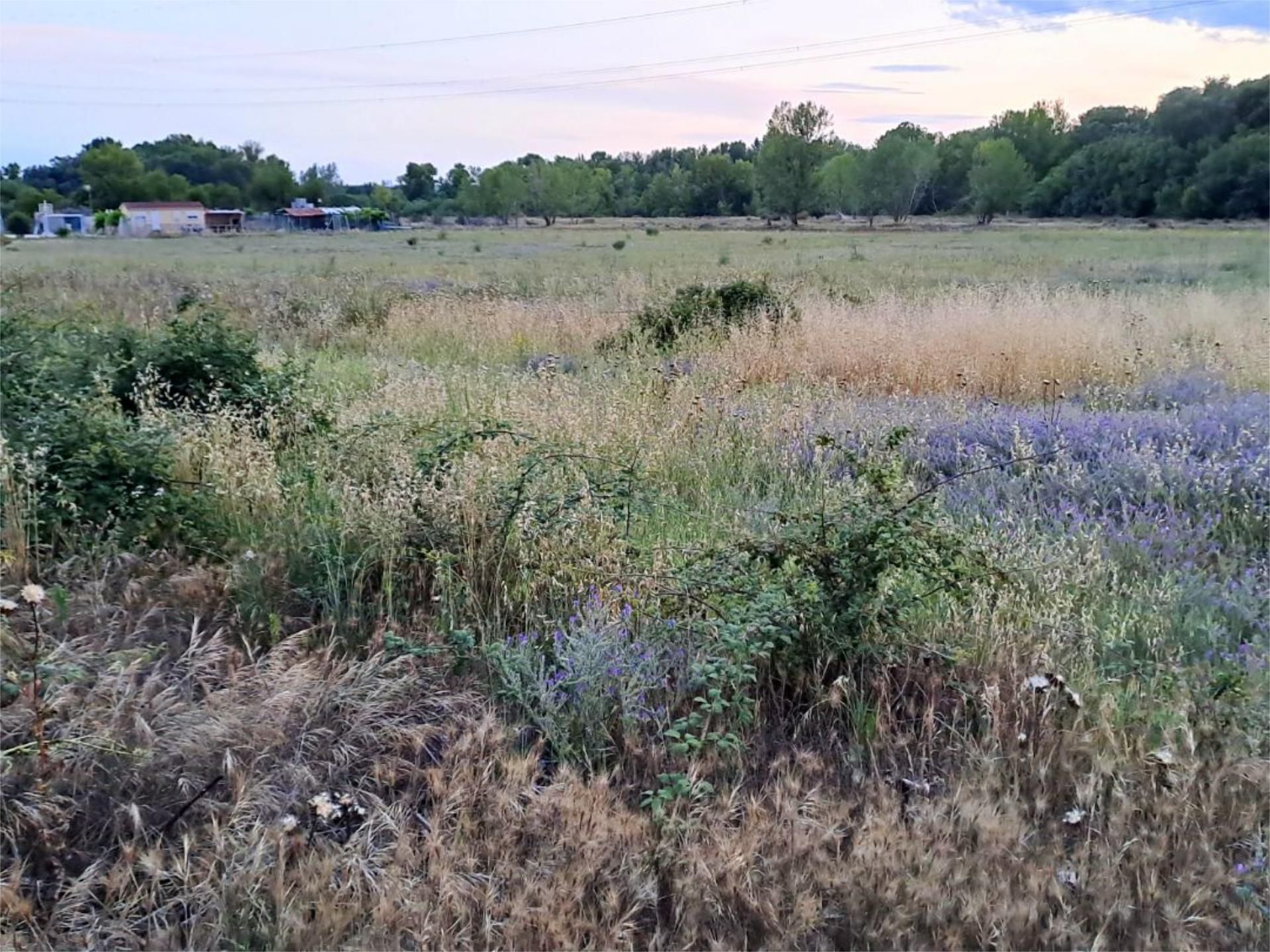 Finca rústica en venta en Fuente El Saz de Jarama