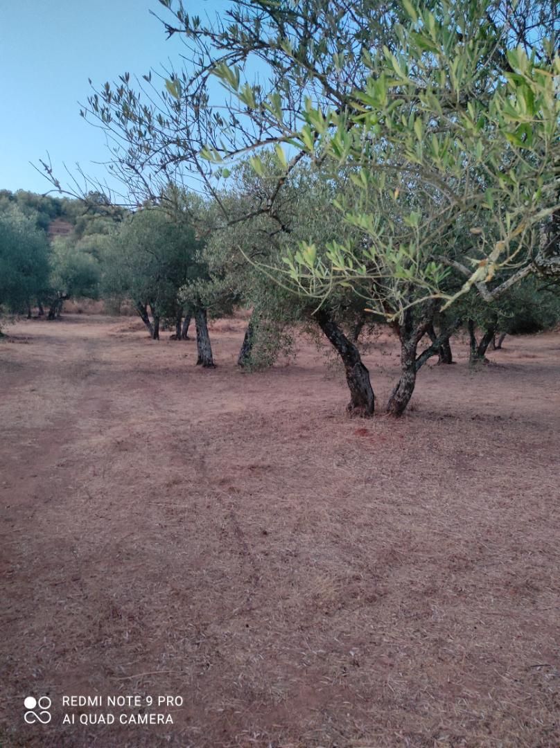 Land for sale in Alanís