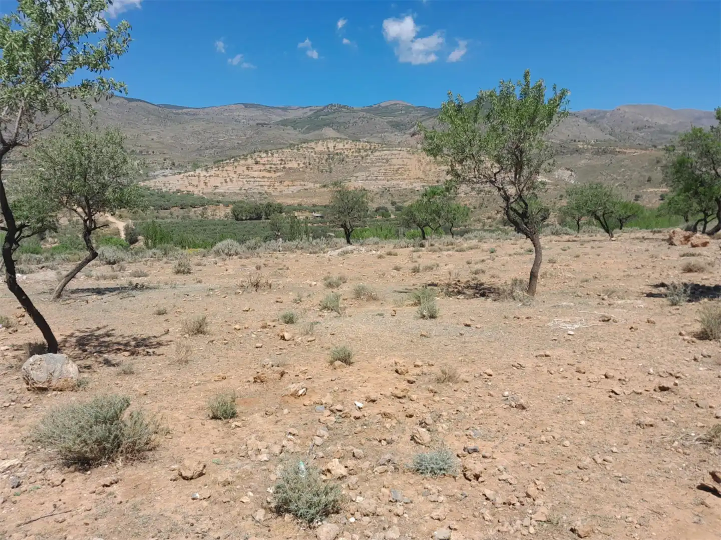 Finca rústica en venta en Fondón
