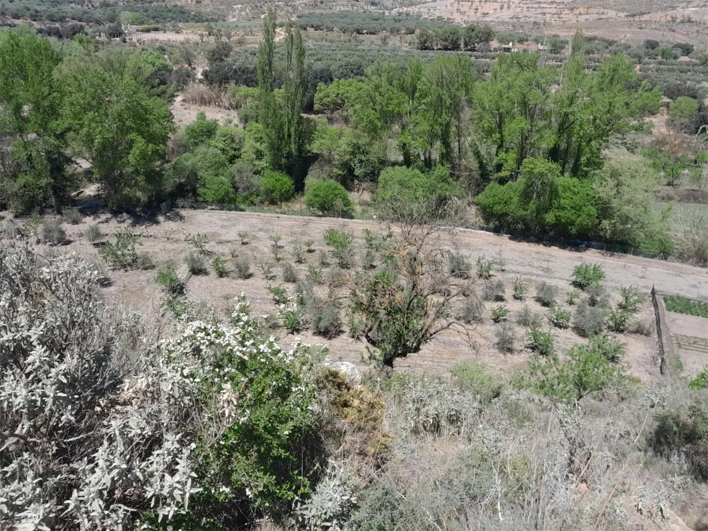 Finca rústica en venta en Fondón
