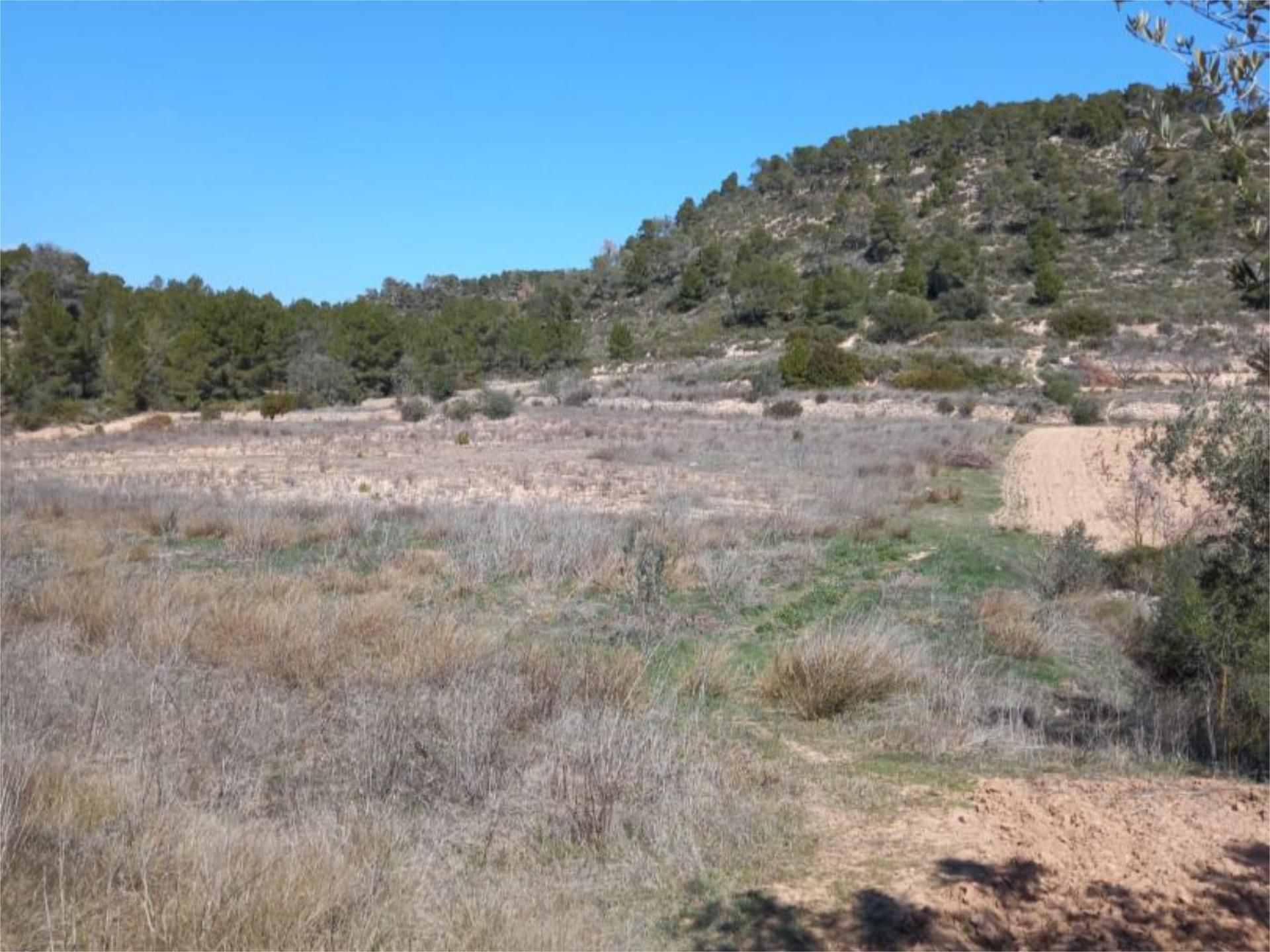 Land for sale in Corbera d'Ebre