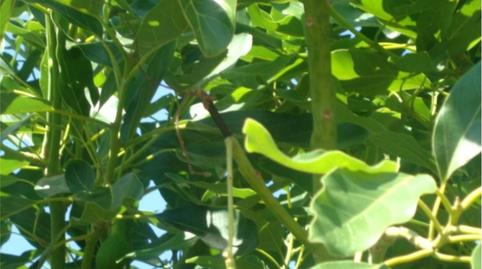 Foto 3 de Finca rústica en venda a C-20, 2c, Valtocado - La Alquería - La Atalaya, Mijas