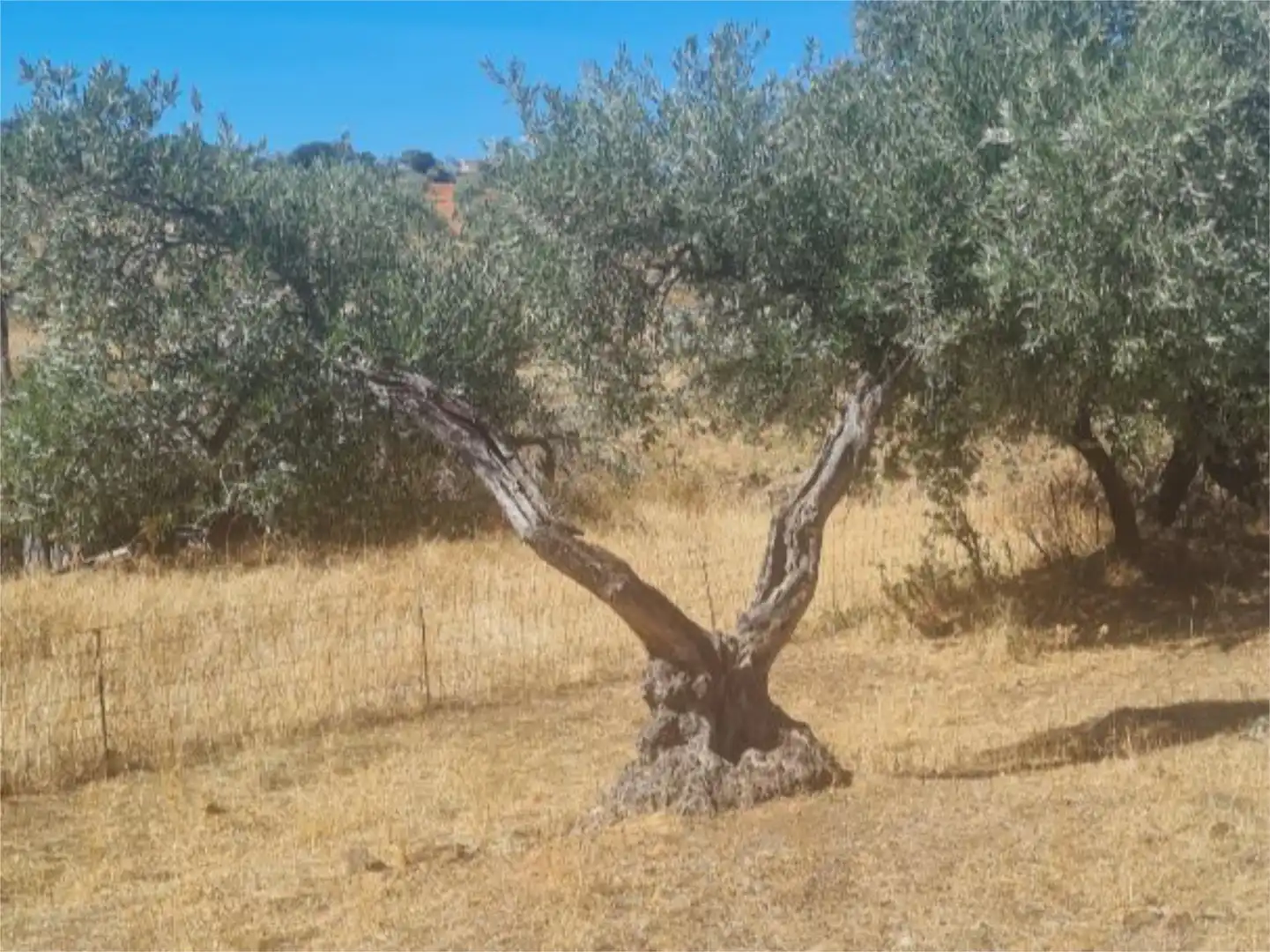 Terreno en venta en Camino de las Gargantas, 10, Espinoso del Rey Terreno en venta en Espinoso del Rey