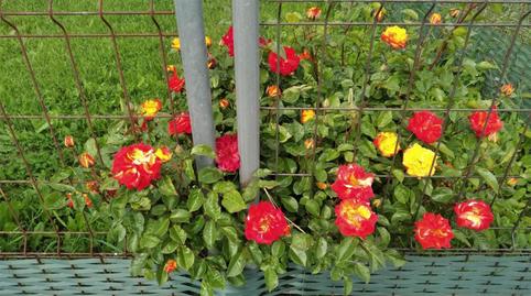 Photo 3 of Country house for sale in Agoncillo, La Rioja