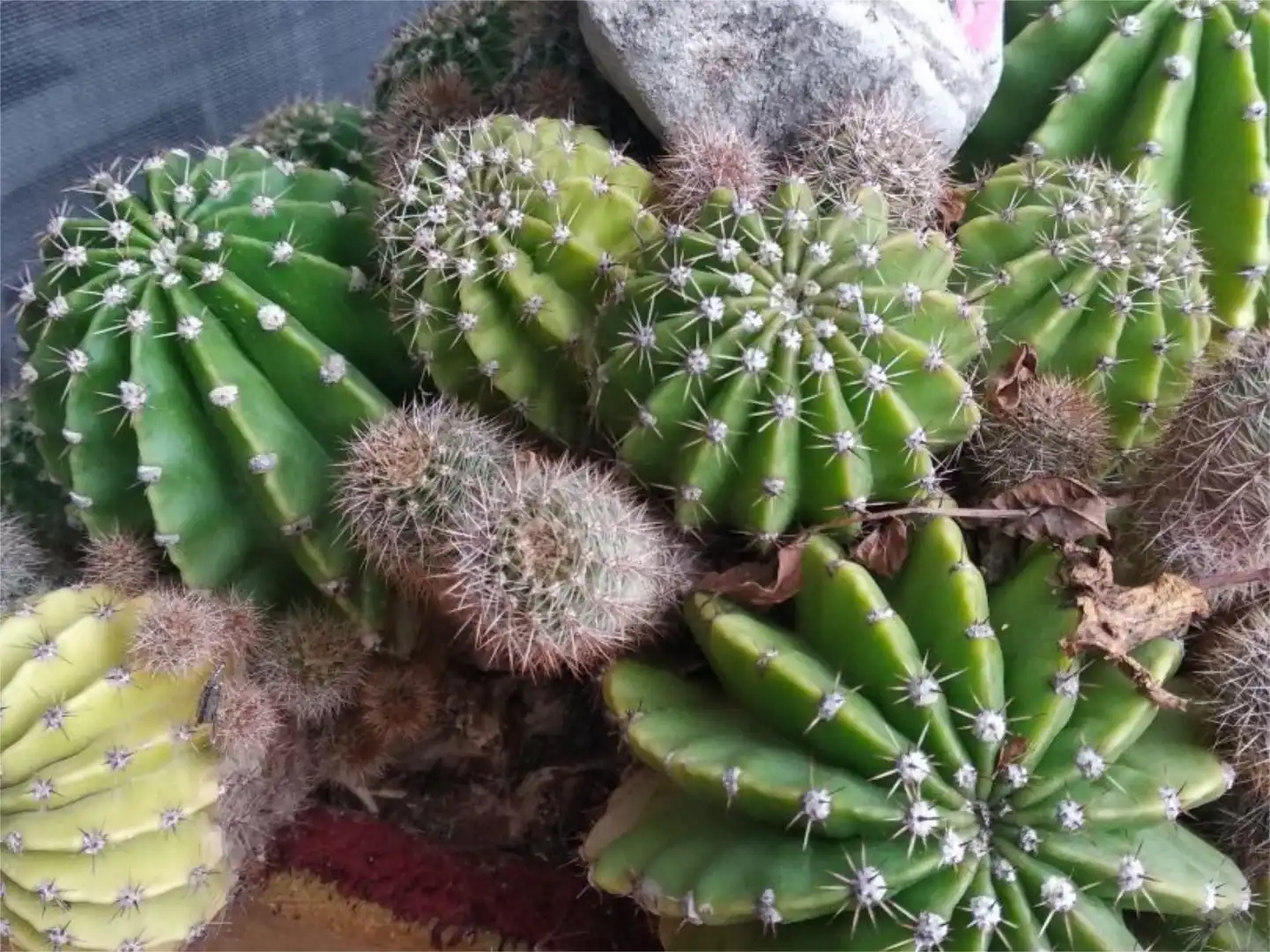 Jardín de Terreno en venta en Vilafamés