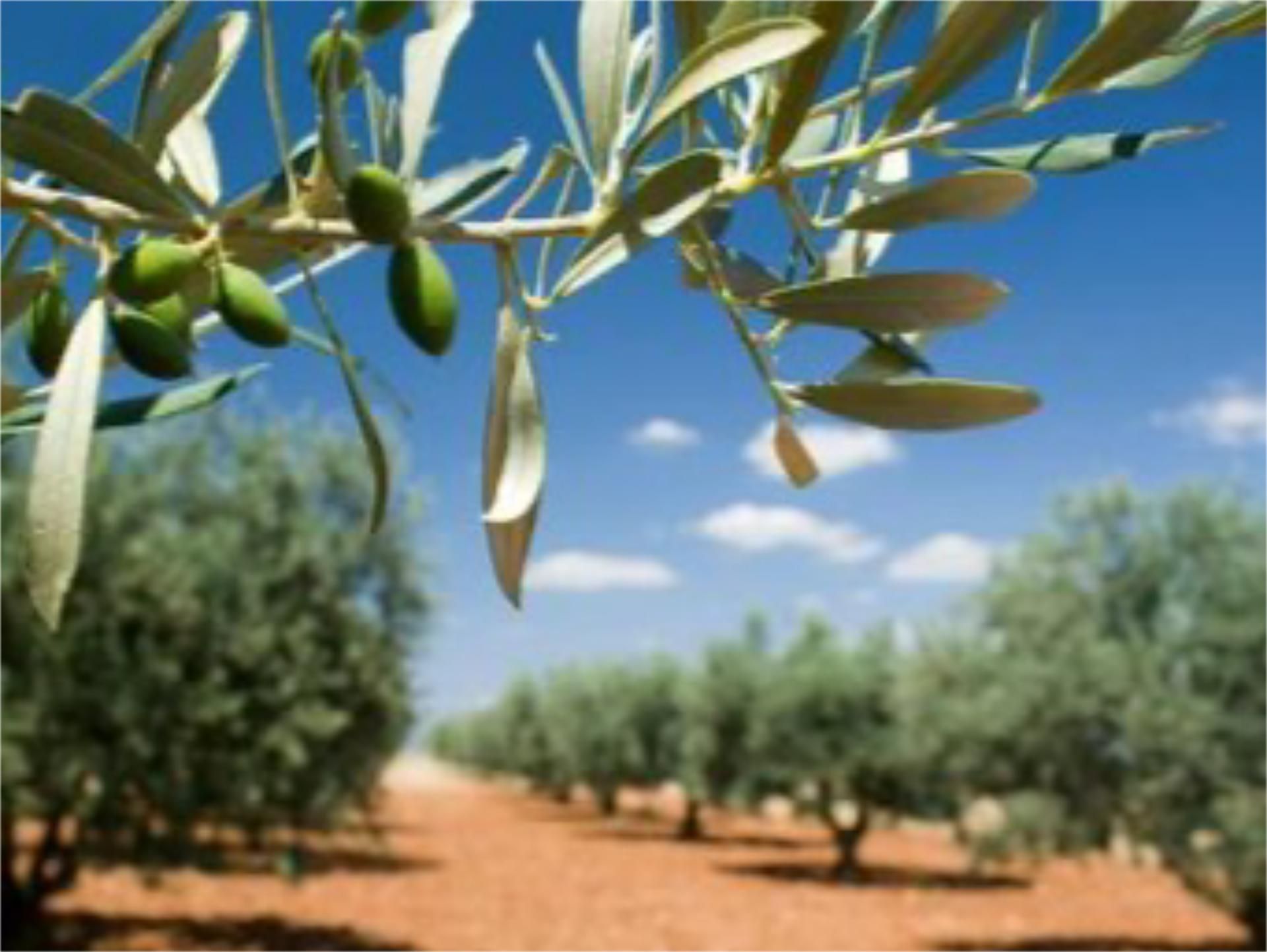 Terreno en venta en Calle Mengibar, 3, Hospital Jardín de Terreno en venta en Jaén Capital