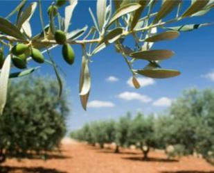 Garden of Land for sale in  Jaén Capital