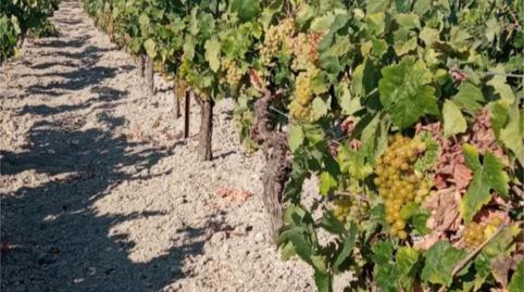 Photo 3 of Land for sale in Camino Cortijillo, 36, Ctra Jerez - Ctra del Puerto, Sanlúcar de Barrameda