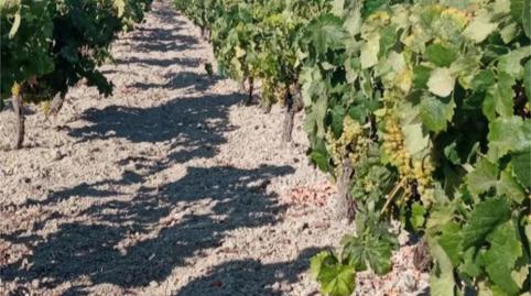 Photo 5 of Land for sale in Camino Cortijillo, 36, Ctra Jerez - Ctra del Puerto, Sanlúcar de Barrameda