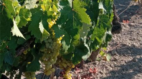 Photo 4 of Land for sale in Camino Cortijillo, 36, Ctra Jerez - Ctra del Puerto, Sanlúcar de Barrameda